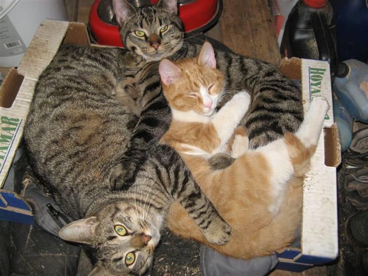 Huskat Hanibal - 6) ligger sammen med de to fede <3 (9/2 2009) billede 6