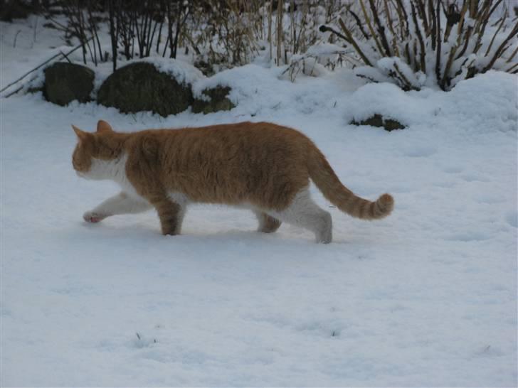 Huskat Hanibal - 7) <3 (9/2 2009) billede 7