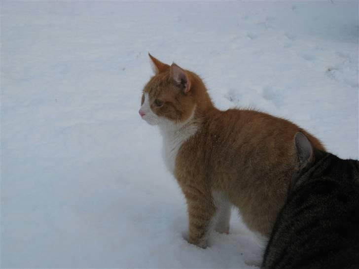 Huskat Hanibal - 8) <3 (9/2 2009) billede 8