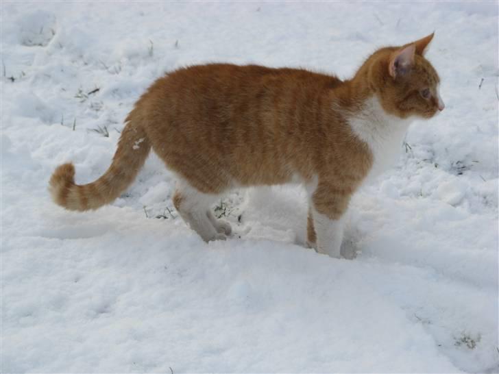 Huskat Hanibal - 9) <3 (9/2 2009) billede 9