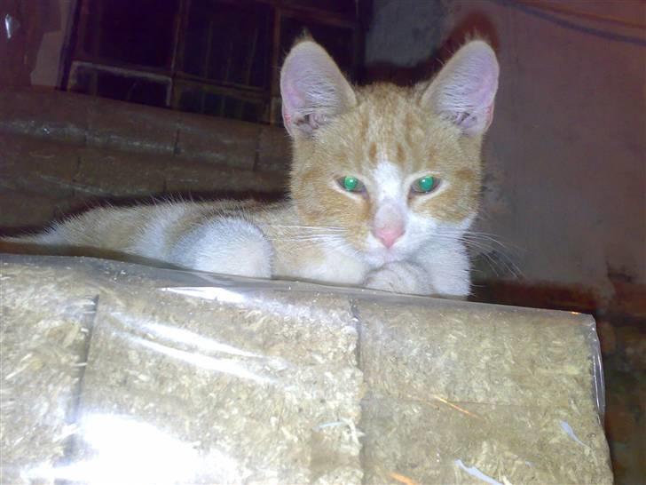 Huskat Hanibal - 10) dagen efter han kom hjem til mig <3 billede 10