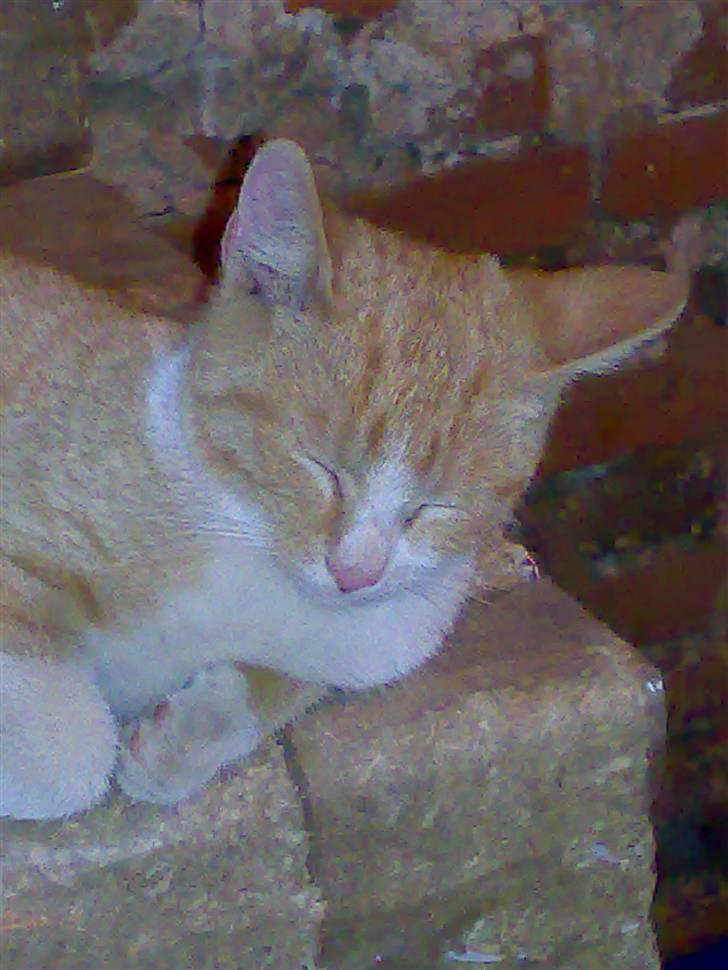 Huskat Hanibal - 11)  dagen efter han kom hjem til mig <3 billede 11