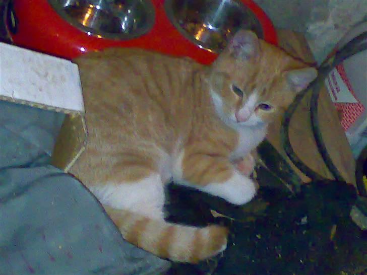 Huskat Hanibal - 12) nogle uger efter han kom og havde taget noget på <3 billede 12