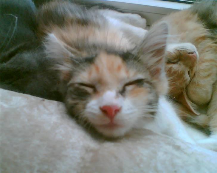 Blanding af racer Tumle - ZZZZZZZ billede 3
