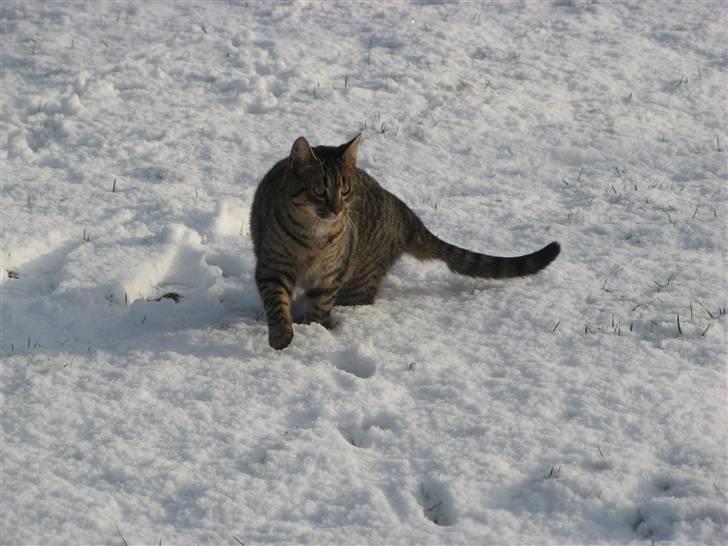 Huskat Speedi - 7) Nyt =) (9/2 2009) billede 7