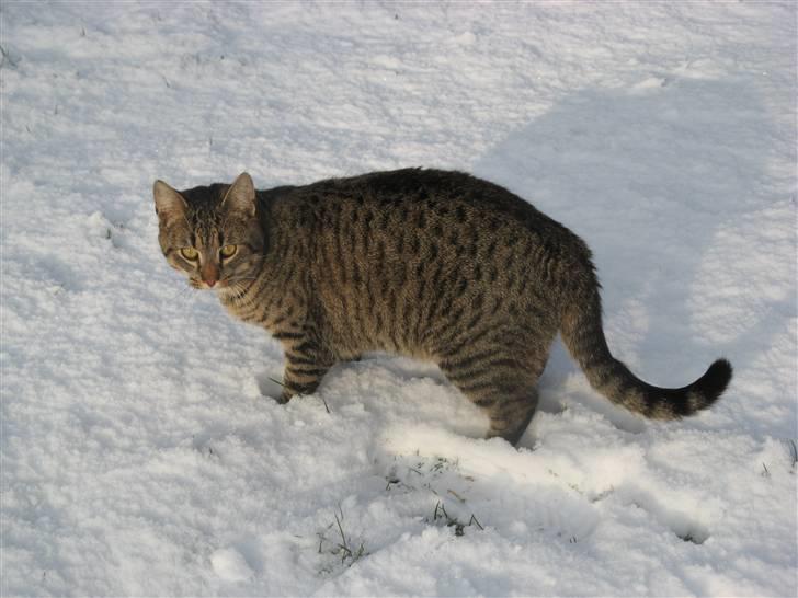 Huskat Speedi - 8) Nyt =) (9/2 2009) billede 8