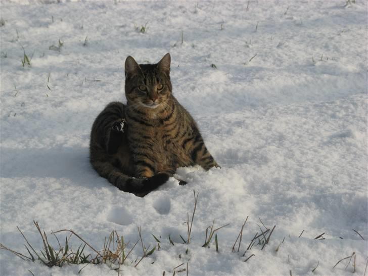 Huskat Speedi - 9) Nyt =) rigtig godt billed synes jeg <3 (9/2 2009) billede 9