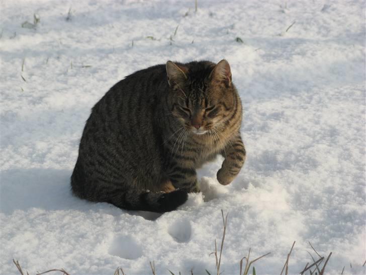 Huskat Speedi - 10) Nyt =) (9/2 2009)  billede 10