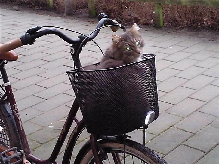 Huskat rexi billede 4