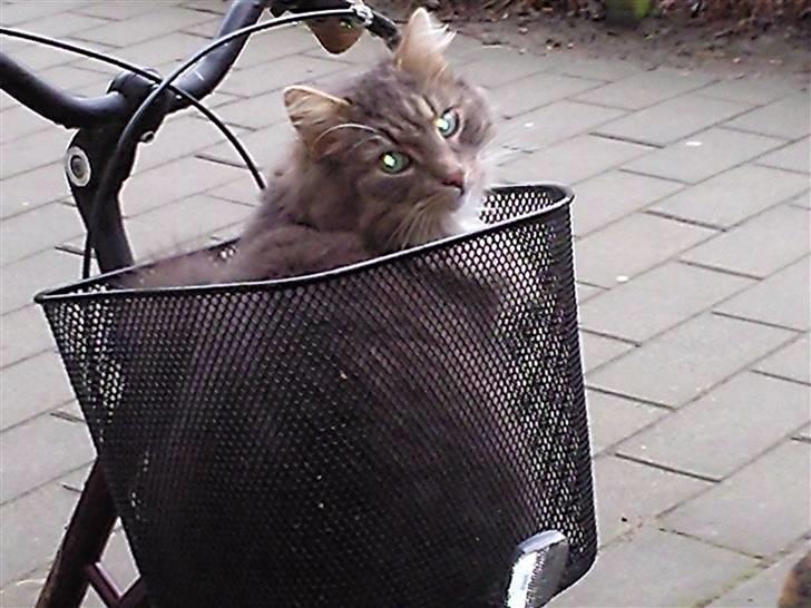 Huskat rexi billede 5