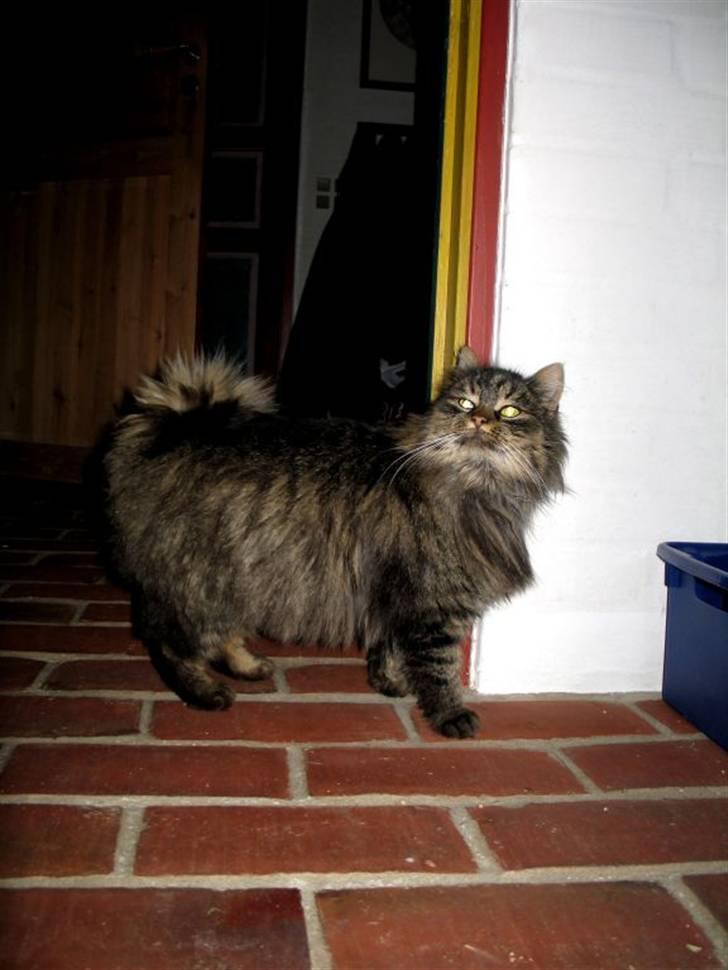 Blanding af racer Freja billede 2