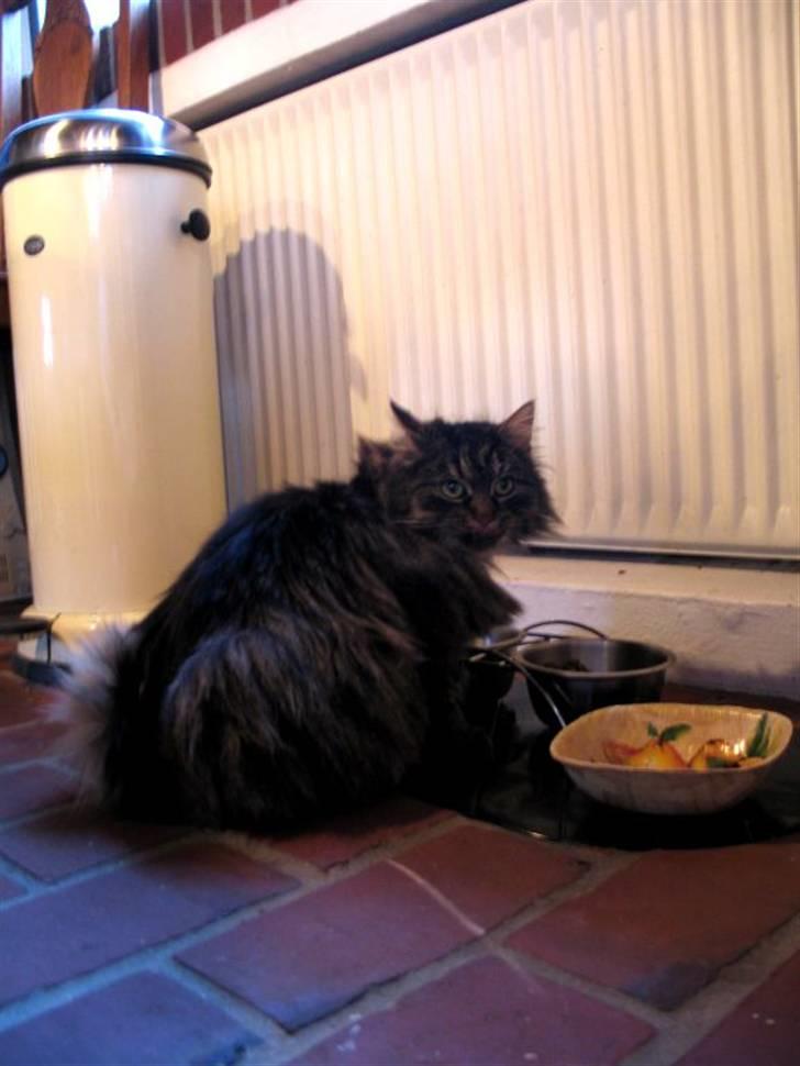 Blanding af racer Freja billede 3