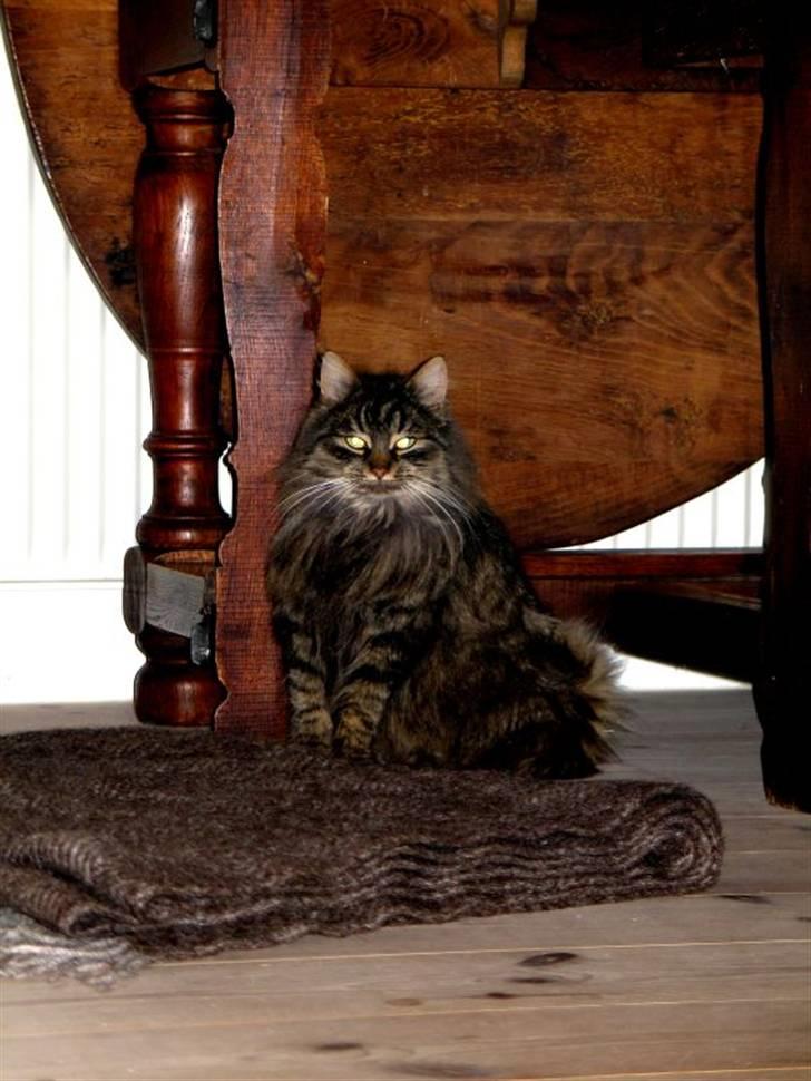 Blanding af racer Freja billede 4