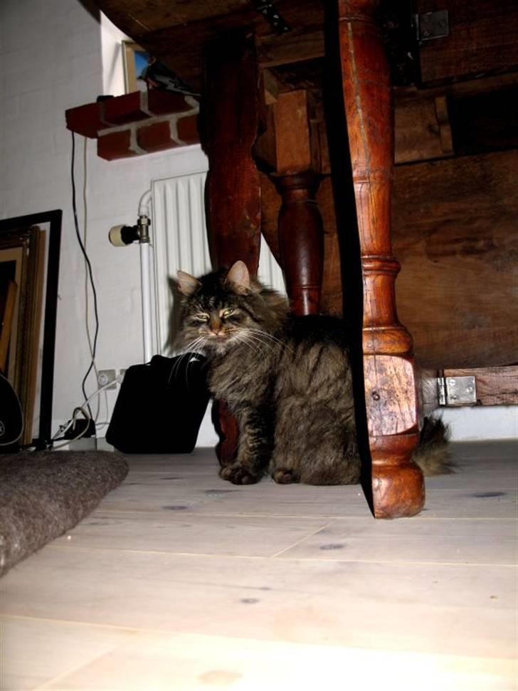 Blanding af racer Freja billede 5