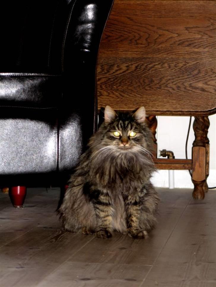 Blanding af racer Freja billede 6