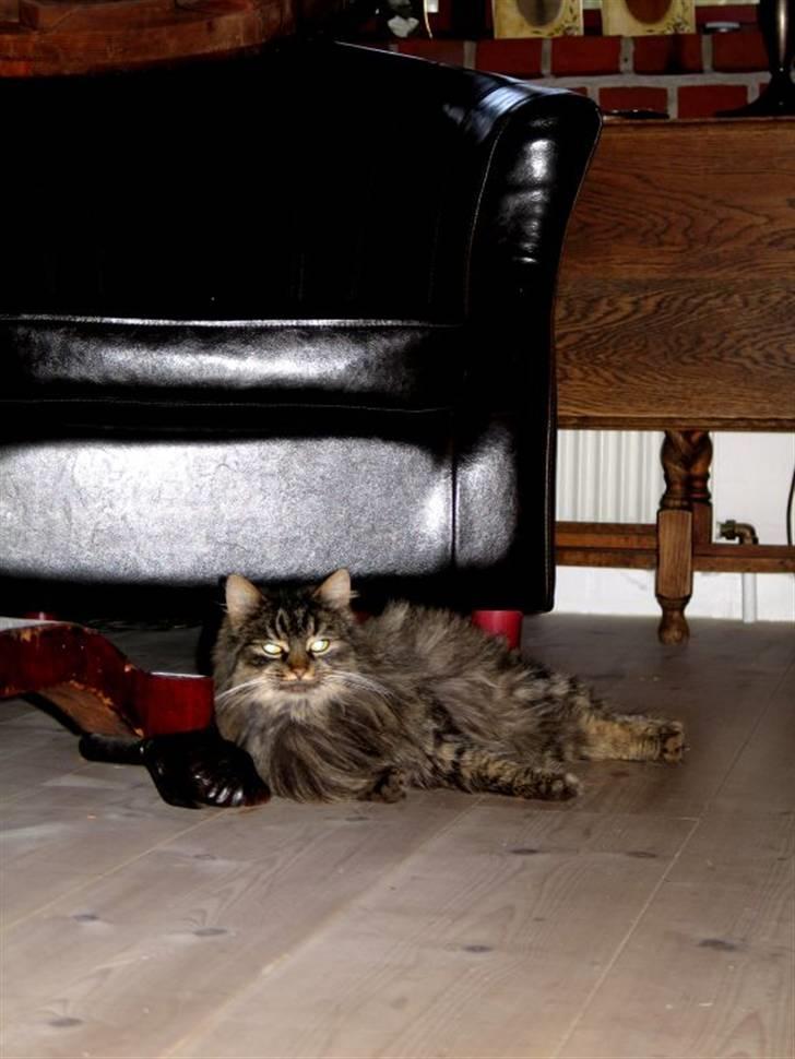 Blanding af racer Freja billede 7