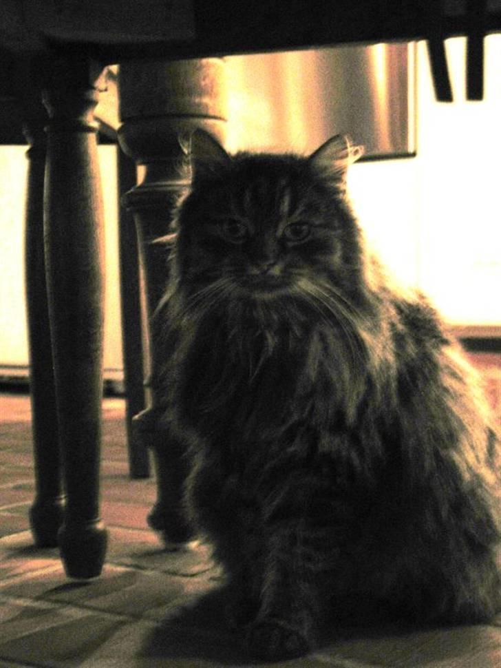 Blanding af racer Freja billede 8