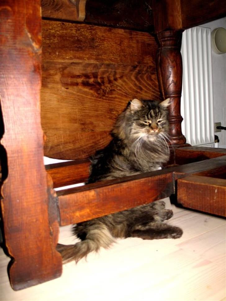 Blanding af racer Freja billede 9