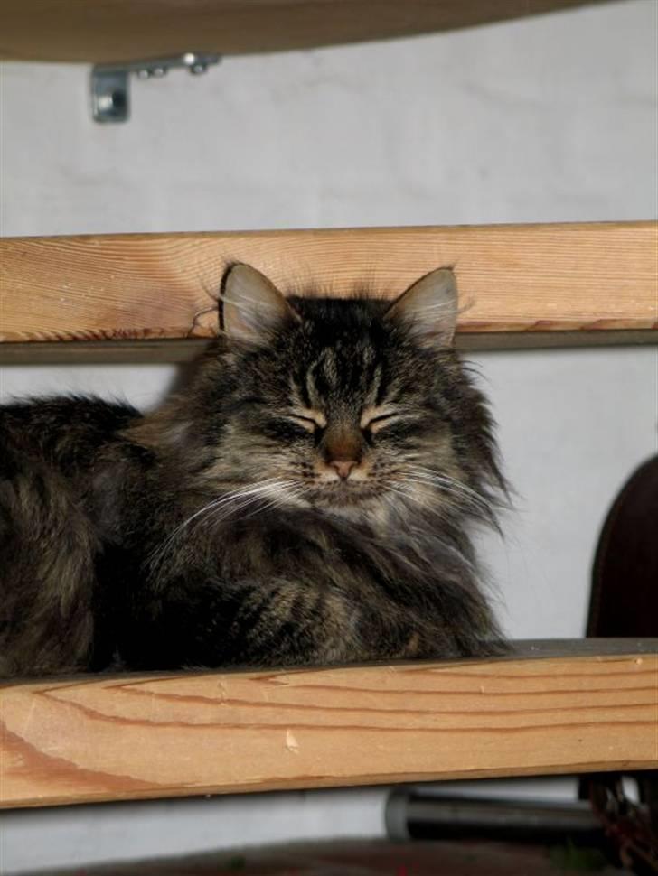 Blanding af racer Freja billede 10