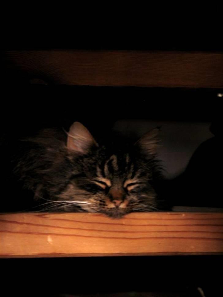 Blanding af racer Freja billede 11