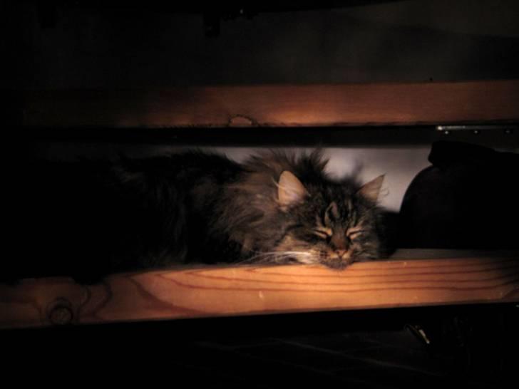 Blanding af racer Freja billede 12