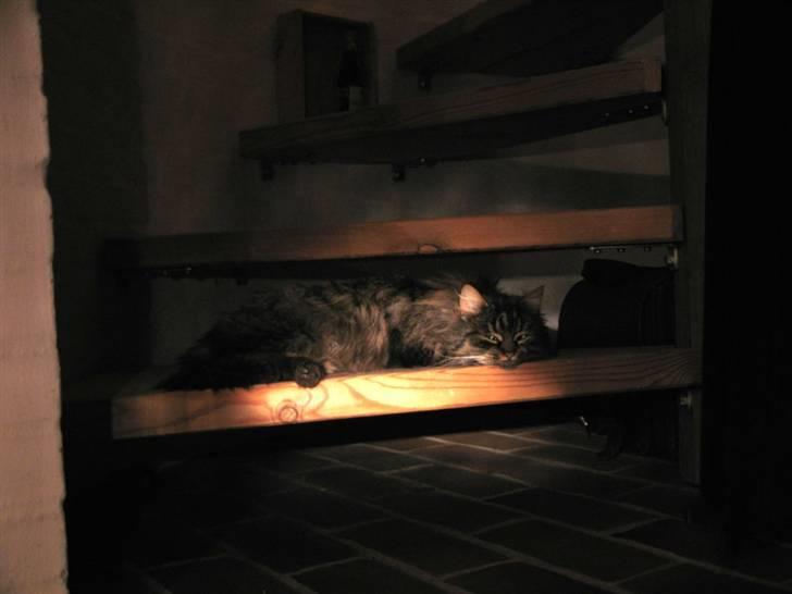 Blanding af racer Freja billede 13