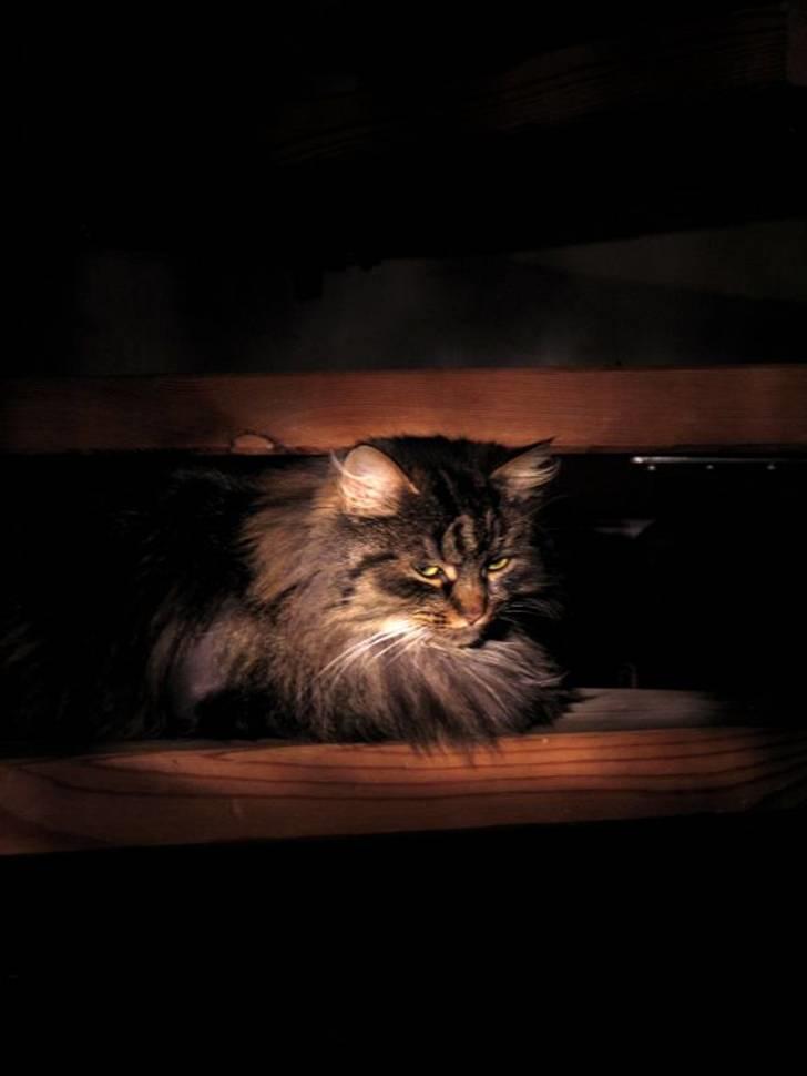 Blanding af racer Freja billede 14