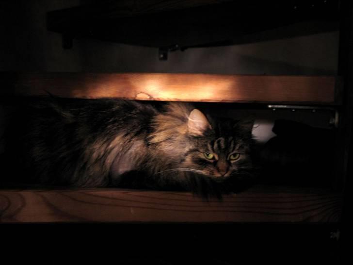 Blanding af racer Freja billede 15