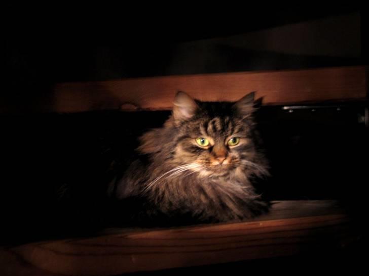 Blanding af racer Freja billede 16