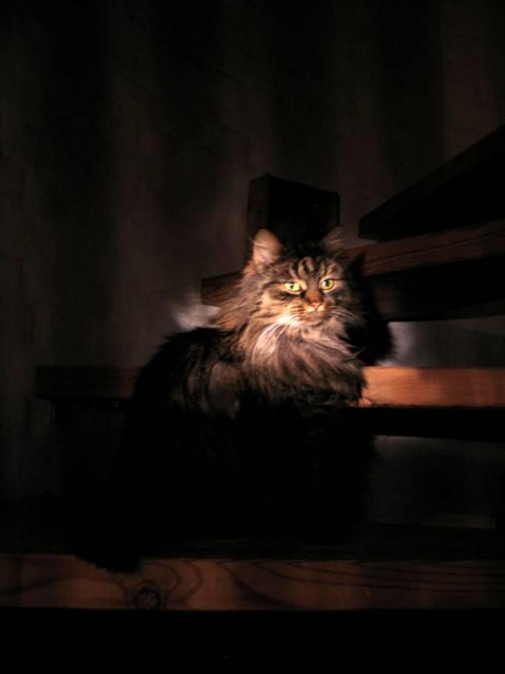 Blanding af racer Freja billede 17