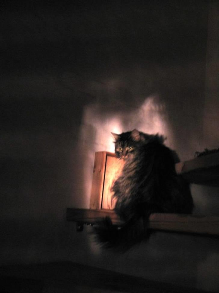 Blanding af racer Freja billede 18