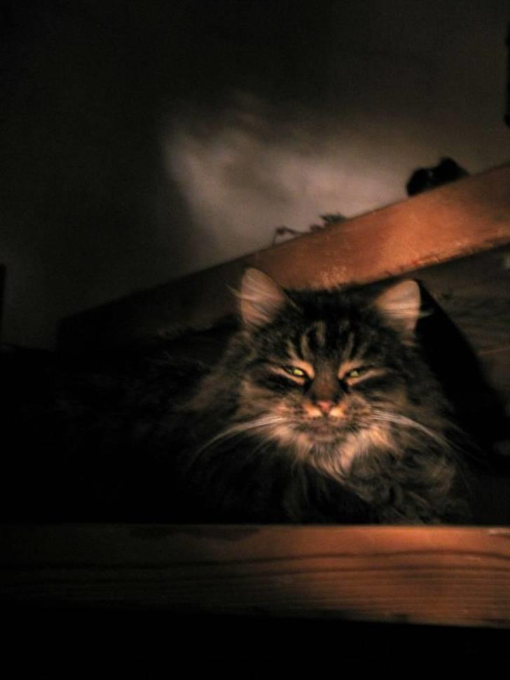 Blanding af racer Freja billede 19