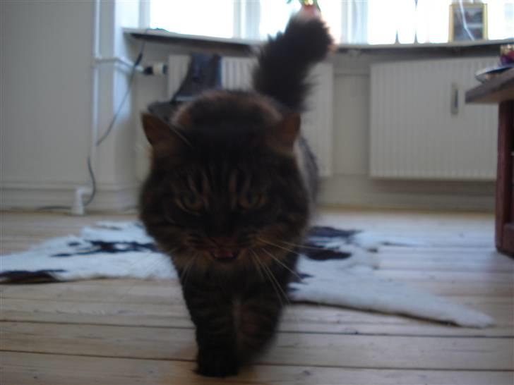 Norsk Skovkat Emma billede 1