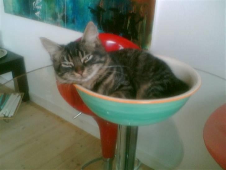 Norsk Skovkat Emma - emma som lille killing billede 2