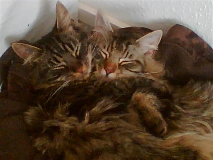 Norsk Skovkat Emma - emma med sin bror eigil billede 3