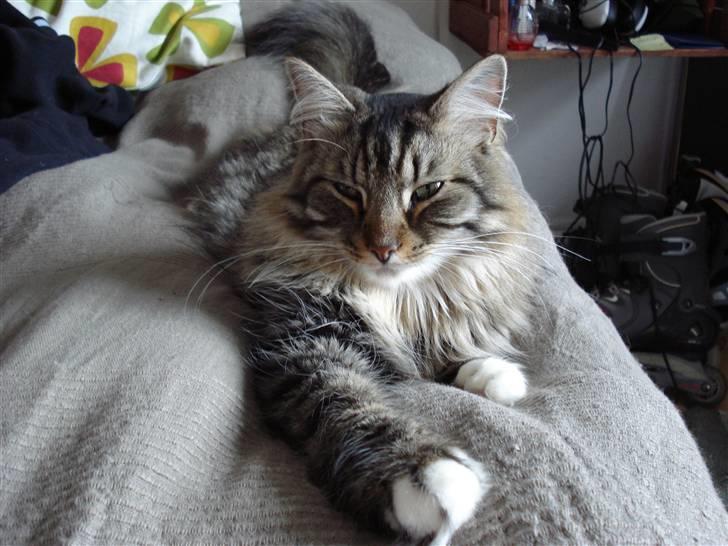 Norsk Skovkat Eigil billede 1