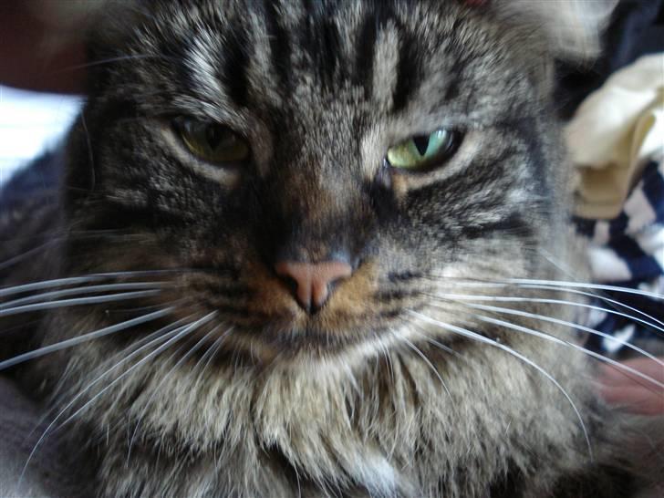 Norsk Skovkat Emma billede 4