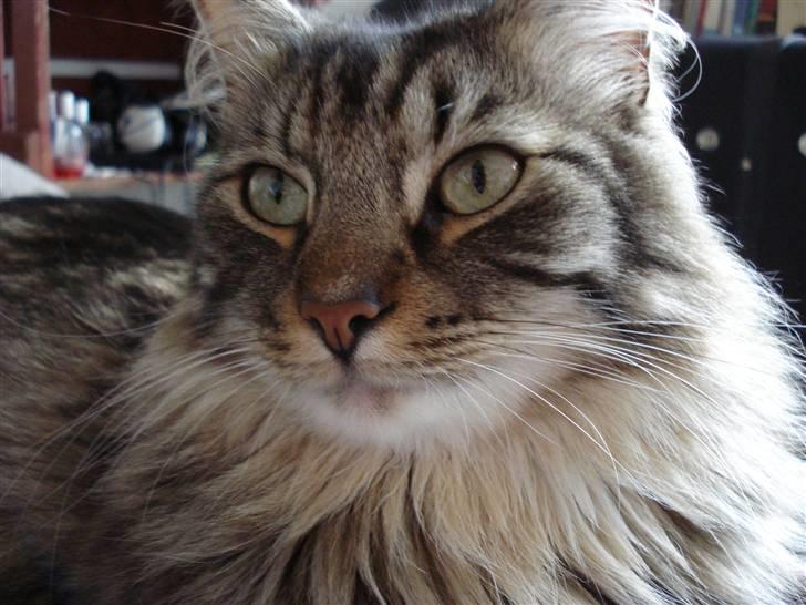 Norsk Skovkat Eigil billede 2