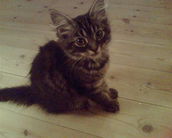 Norsk Skovkat Emma - emma som lille killing billede 5