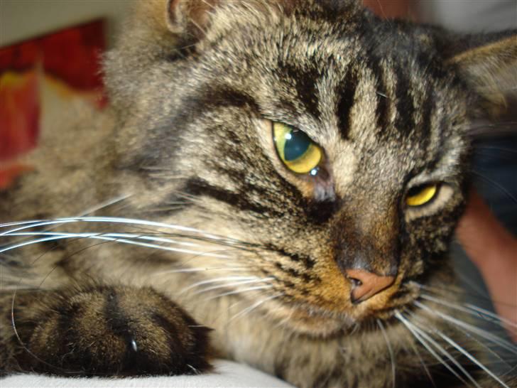 Norsk Skovkat Emma billede 6