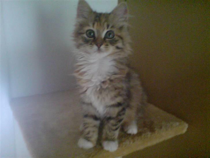 Huskat Fiona billede 1