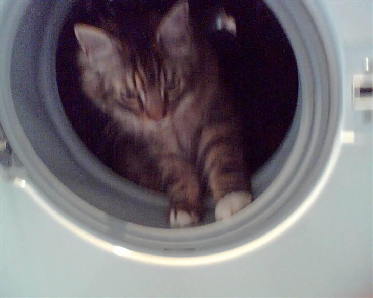 Norsk Skovkat Eigil - eigil som lille killing billede 3