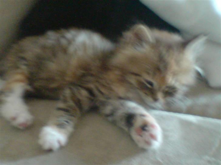 Huskat Fiona - Fiona dengang hun var lille. billede 2