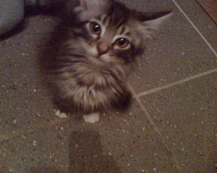 Norsk Skovkat Eigil - eigil som lille killing billede 4