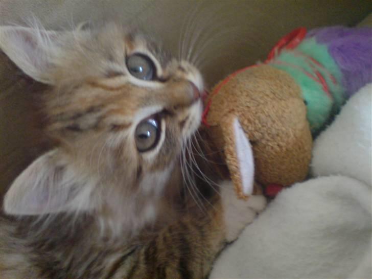 Huskat Fiona - Fiona hygger med Elmo. billede 3