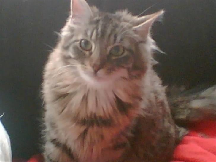 Norsk Skovkat Eigil - eigil som ungkat billede 5