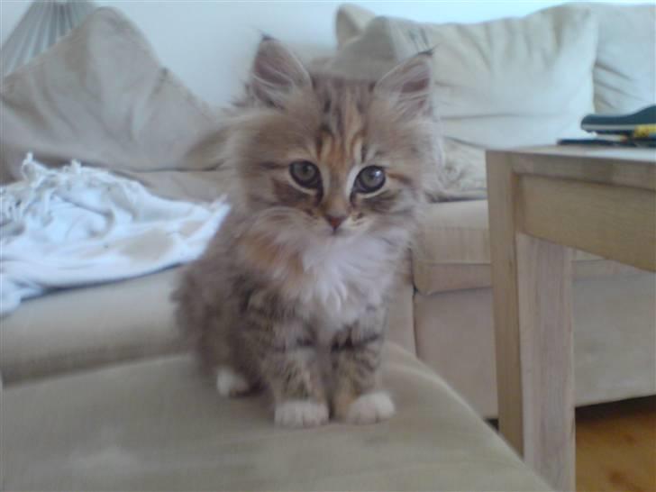 Huskat Fiona - Fiona dengang hun var lille. billede 6