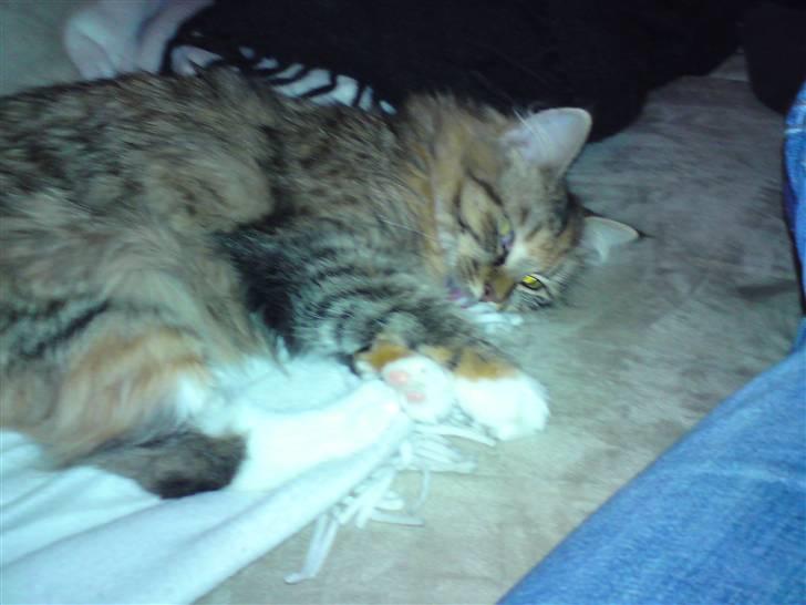 Huskat Fiona billede 8