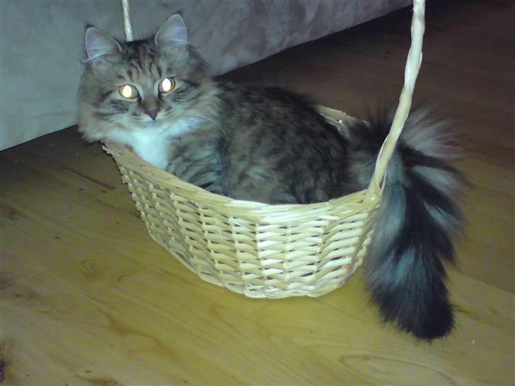 Huskat Fiona billede 9