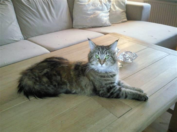 Maine Coon Freja - Mors pige billede 1